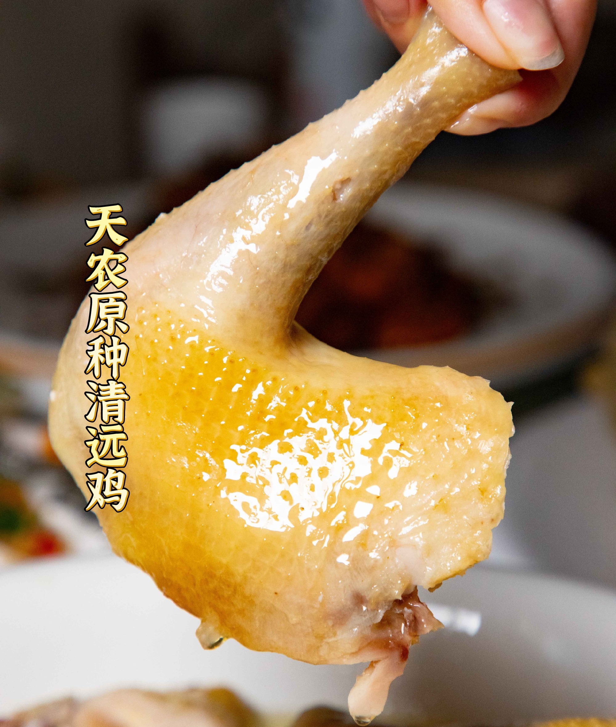 【送五指毛桃汤包！】天农原种供港「清远鸡」，清远鸡保种单位，出口级供港企业直供，鸡有鸡味，白水煮都巨鲜