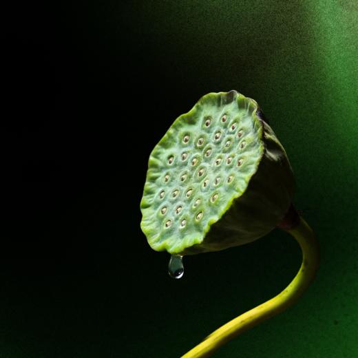 黄芪四神伏湿膏 商品图3