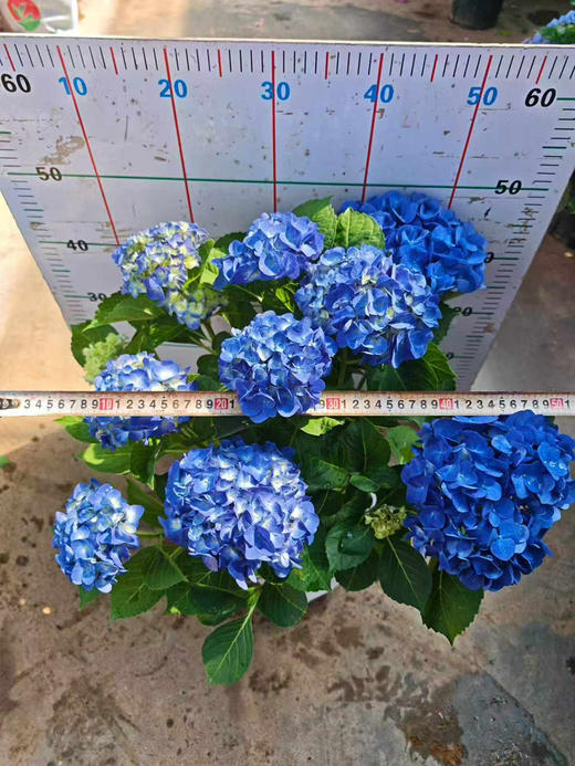 【2026.4.9绿植现货】180 #吉普蓝绣球60（现货，下单即可到店自提） 商品图8