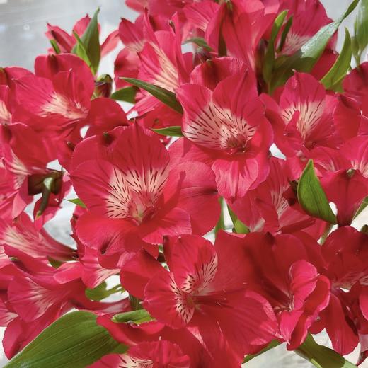 配花 | 六出花巴伊亚 商品图0