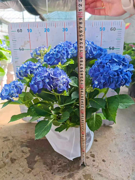 【2026.4.9绿植现货】180 #吉普蓝绣球60（现货，下单即可到店自提） 商品图9