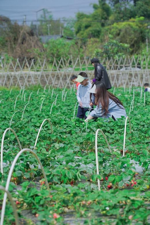 已成团4.11下午场【天府新区-披萨“莓”问题.半日亲子营】采鲜花、拓印春日日历，采摘草莓，窑烤草莓披萨，快乐亲子活动：铁盒爆米花 商品图4