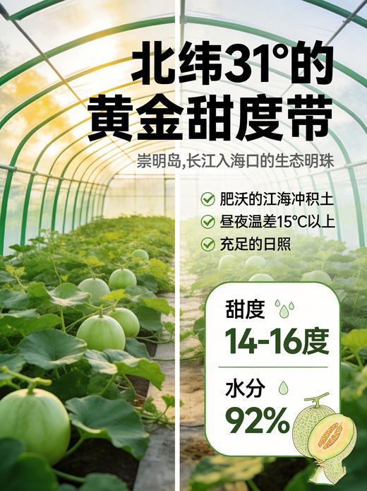 【预售】崇明东滩玉菇甜瓜3-4只/箱（约5kg/箱）根据订单顺序陆续发货 商品图1