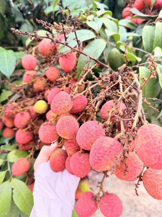 海南早熟荔枝新品种星荔 果型圆润 果肉饱满清甜 宛若羊脂 源头直采 树上熟 商品图3