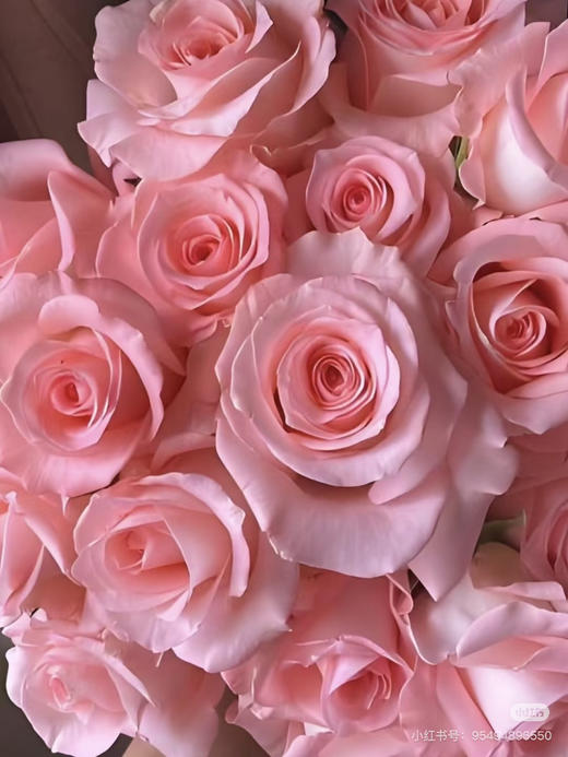 【2026.4.10】特价：1扎20枝黛安娜玫瑰19.9（现货 下单即可到店自提） 商品图1