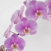 兰花 | 蝴蝶兰安娜（可能有轻微瑕疵不售后，介意慎拍） 商品缩略图0