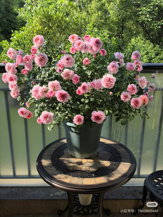 【2026.4.9绿植现货】180 #铃之妖精20月季（地栽可过冬 现货，下单即可到店自提） 商品图2