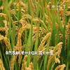 王陆良生态红穗糙米米线（基地直发-中通包邮）|500g/袋，来自浙江湖州，生产者：王陆良【合作生产，公平贸易】 商品缩略图1