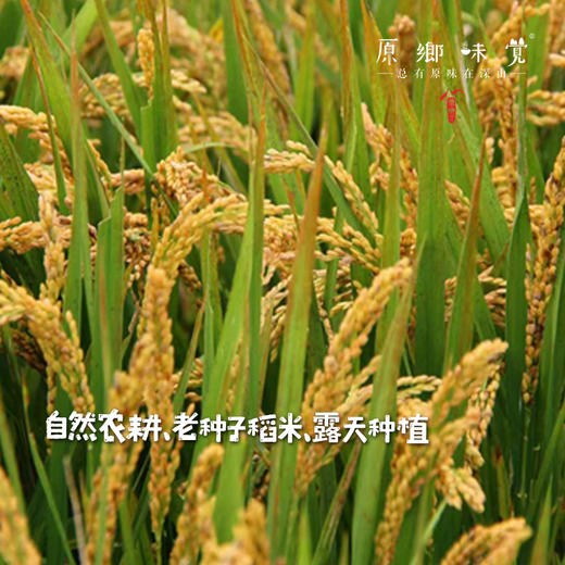 王陆良生态红穗糙米米线（基地直发-中通包邮）|500g/袋，来自浙江湖州，生产者：王陆良【合作生产，公平贸易】 商品图1