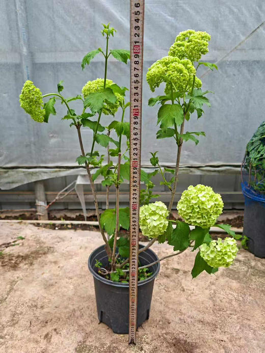 【2026.4.10绿植现货】2加仑欧洲木绣球（新疆可过冬 现货，下单即可到店自提） 商品图5