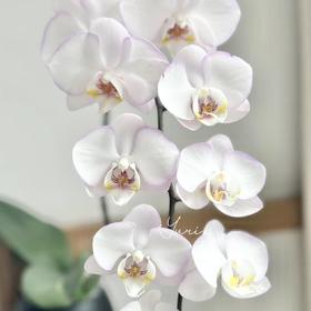 蝴蝶兰 | 花仙子（可能有轻微瑕疵不售后，介意慎拍）