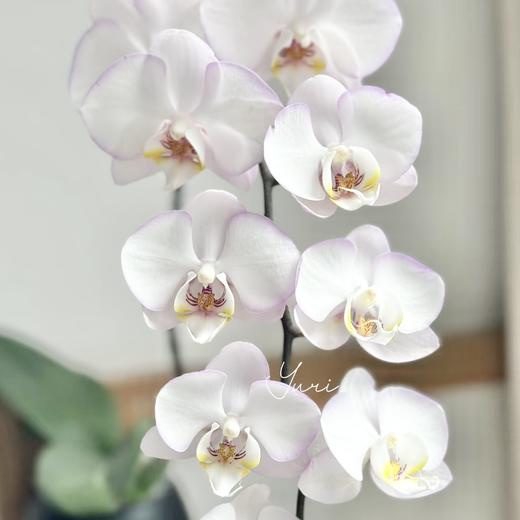 蝴蝶兰 | 花仙子（可能有轻微瑕疵不售后，介意慎拍） 商品图0