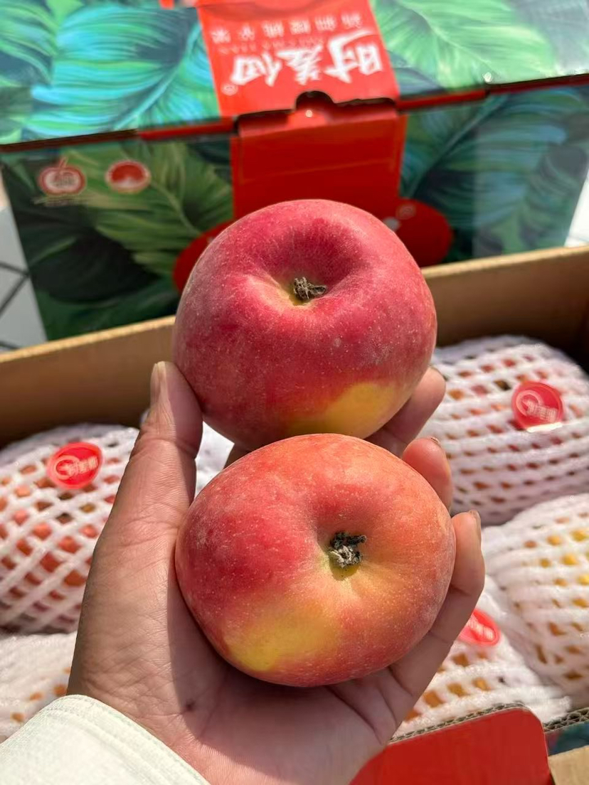 新疆樱桃小苹果