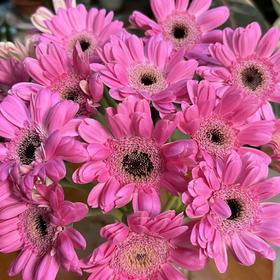 非洲菊 | 非洲菊重楼