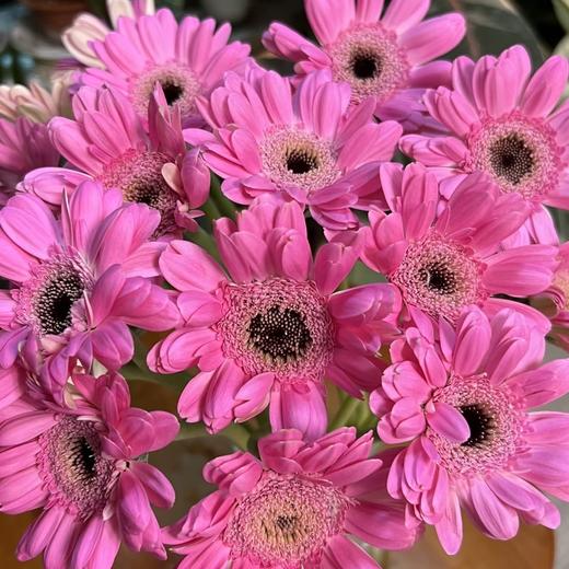 非洲菊 | 非洲菊重楼 商品图0