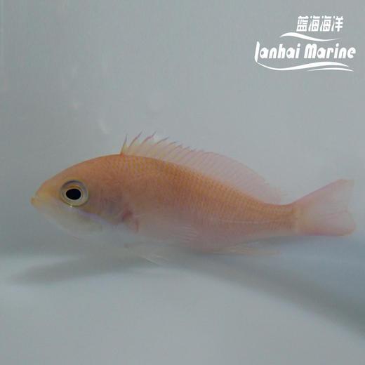 三色宝石 母 商品图2