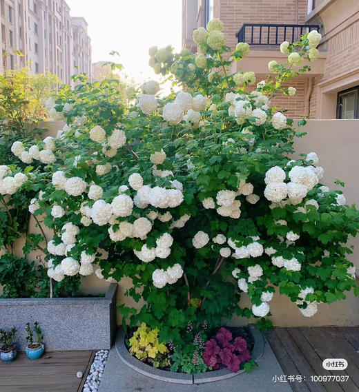 【2026.4.10绿植现货】2加仑欧洲木绣球（新疆可过冬 现货，下单即可到店自提） 商品图3