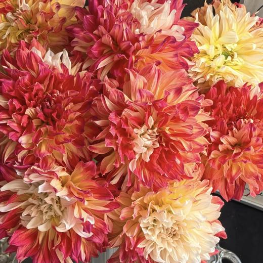 大丽花 | 鸳鸯 商品图0