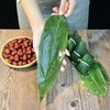 耐煮不破/新鲜大粽叶200片真空包装宽叶家用大号新叶批发包粽子叶 商品缩略图2