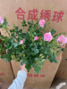 【2026.4.9绿植现货】180 #铃之妖精20月季（地栽可过冬 现货，下单即可到店自提） 商品缩略图3