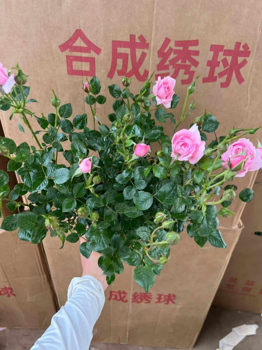 【2026.4.9绿植现货】180 #铃之妖精20月季（地栽可过冬 现货，下单即可到店自提） 商品图3