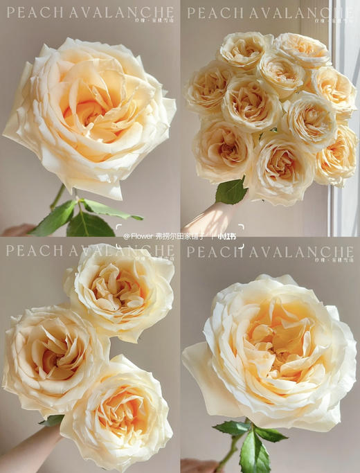 【2026.4.10】特价：1扎20枝蜜桃雪山玫瑰19.9（现货 下单即可到店自提） 商品图1