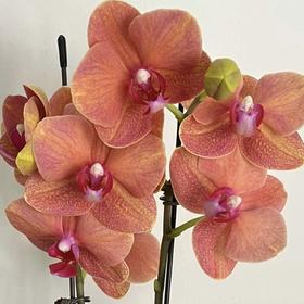 兰花 | 蝴蝶兰金桔（可能有轻微瑕疵不售后，介意慎拍）