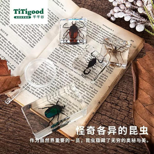 树脂标本昆虫标本真虫植物海洋学生礼物教学玩具东亚钳蝎标本-纪念日百货门店同款171093176 商品图3