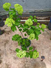【2026.4.10绿植现货】2加仑欧洲木绣球（新疆可过冬 现货，下单即可到店自提） 商品缩略图6