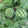 【应季鲜吃❗️正宗麒麟西瓜🔥现采现发】产地直采，清甜多汁，细嫩爽口，老人小孩都爱吃！5-10斤整箱当季新鲜水果包邮3云南甜王西瓜 商品缩略图2
