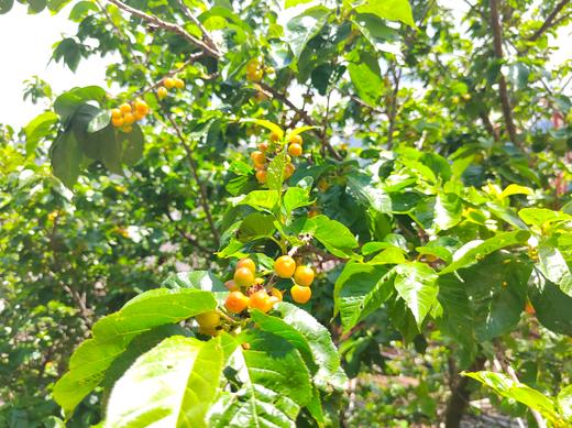 云南深山新鲜老品种小樱桃  产地：云南楚雄【基地直发】表皮娇嫩，容易磕碰，介意勿拍 商品图3