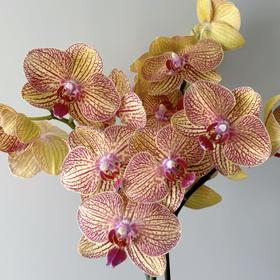 兰花 | 蝴蝶兰黄金甲（可能有轻微瑕疵不售后，介意慎拍）