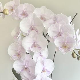 蝴蝶兰 | 曼塔安汶