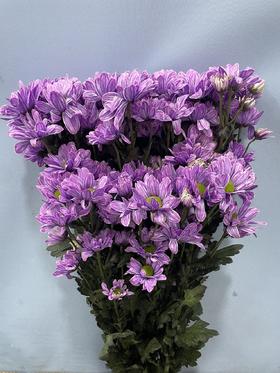 吸色小菊香芋紫10支