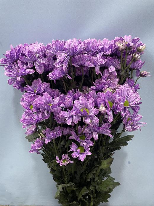 吸色小菊香芋紫10支 商品图0