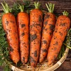 【秒杀❗️19.9抢5斤🔥农家现挖沙地萝卜】现采现发，脆甜多汁，用途多样，变身各种美食 去皮生食、做菜、煲汤都好吃！胡萝卜整箱新鲜蔬菜脆甜爽口带泥 商品缩略图2
