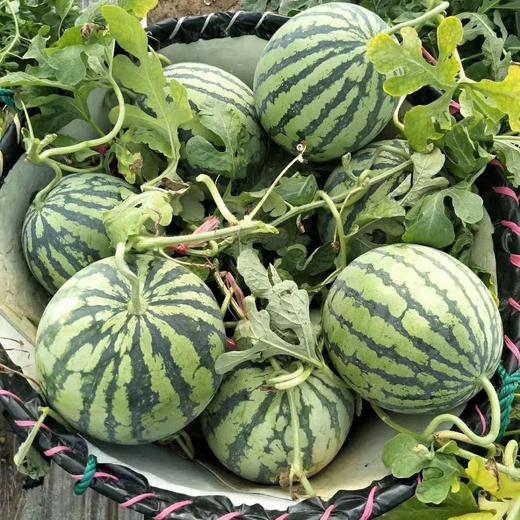 【应季鲜吃❗️正宗麒麟西瓜🔥现采现发】产地直采，清甜多汁，细嫩爽口，老人小孩都爱吃！5-10斤整箱当季新鲜水果包邮3云南甜王西瓜 商品图3