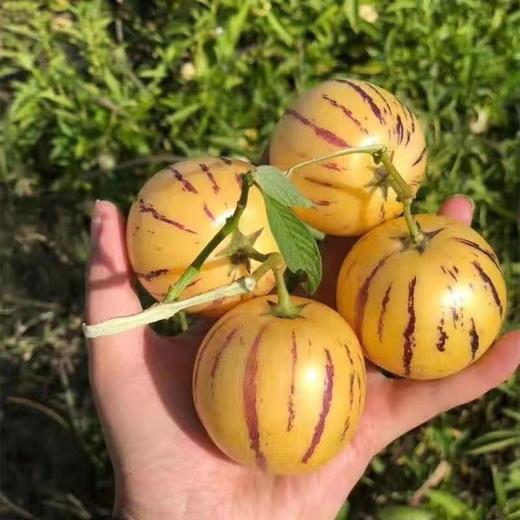 【圆果】云南石林人参果黄心超甜大果黄肉水果新鲜应季批发价包邮 商品图1