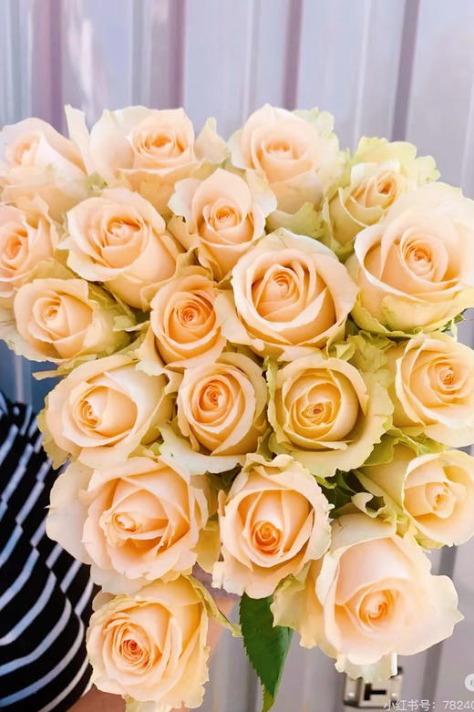 【2026.4.10】特价：1扎20枝蜜桃雪山玫瑰19.9（现货 下单即可到店自提） 商品图0