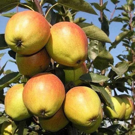 【产地直供❗️新鲜红香酥梨】产地直供现摘现发，果肉细腻脆嫩，汁水丰盈甜度高，解腻加餐，带来清爽脆甜体验，9斤整箱母梨子当季新鲜水果红香酥梨水果L 商品图3