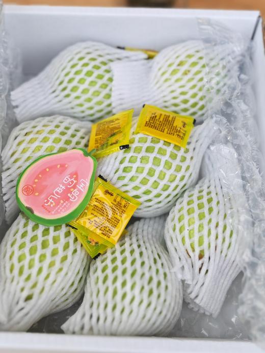 九七树上的芭乐7-11个/箱不等（领秀店） 商品图0