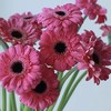 非洲菊 | 非洲菊泽兰 商品缩略图0