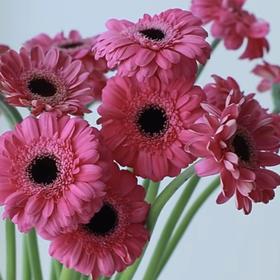 非洲菊 | 非洲菊泽兰