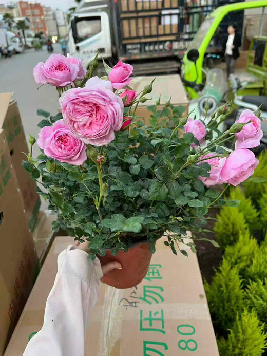 【2026.4.9绿植现货】180 #铃之妖精20月季（地栽可过冬 现货，下单即可到店自提） 商品图5