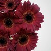 非洲菊 | 非洲菊紫萱 商品缩略图0