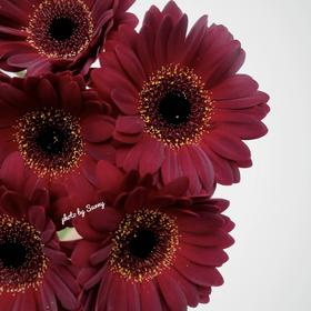 非洲菊 | 非洲菊紫萱