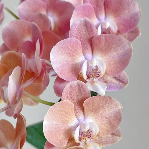 蝴蝶兰 | 鲑鱼（可能有轻微瑕疵不售后，介意慎拍） 商品图0
