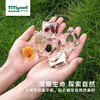 树脂标本昆虫标本真虫植物海洋学生礼物教学玩具东亚钳蝎标本-纪念日百货门店同款171093176 商品缩略图4