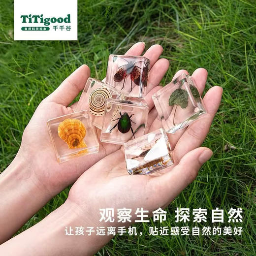 树脂标本昆虫标本真虫植物海洋学生礼物教学玩具东亚钳蝎标本-纪念日百货门店同款171093176 商品图4