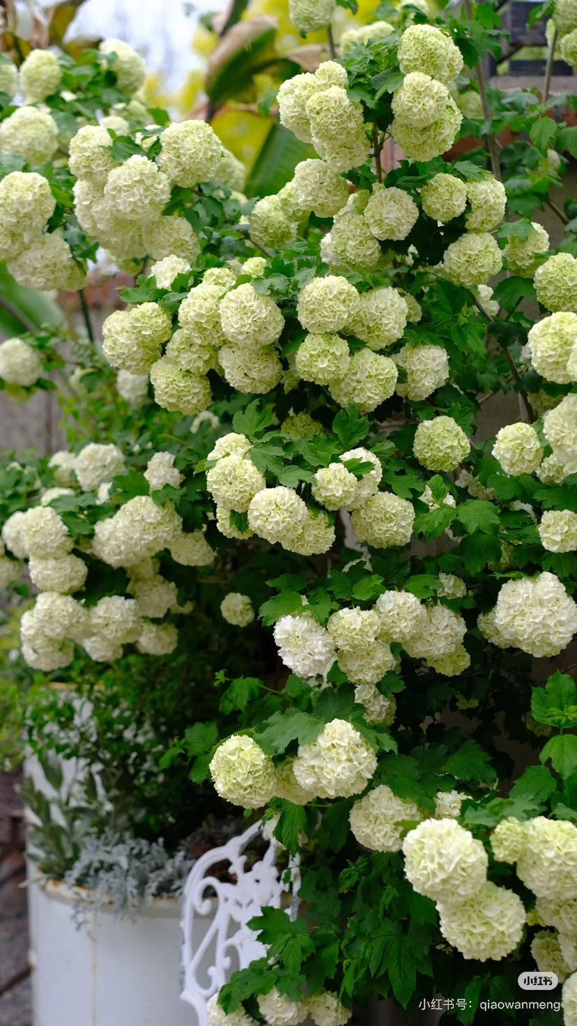 【2026.4.10绿植现货】2加仑欧洲木绣球（新疆可过冬 现货，下单即可到店自提）